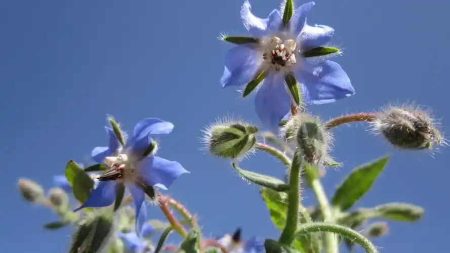 精选紫色琉璃苣图片高清电脑壁纸