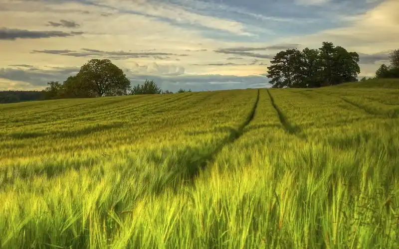 瑞典,自然风光,绿色的田野,树木,晚上,夏天