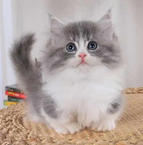 颜值范.蓝虎斑拿破仑矮脚妹妹.#拿破仑矮脚猫  #曼基康矮脚猫