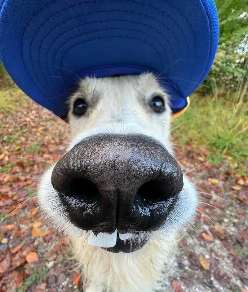 这大门牙,真是又白又大亮,带上帽子00,更有说服力.#趣图搞笑