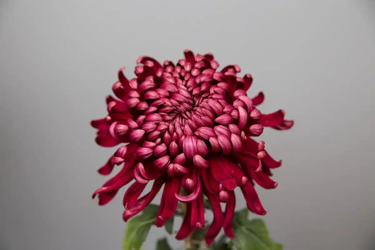 以下是一些常见的菊花种类:  11566 独本菊:又称"一枝独秀",是