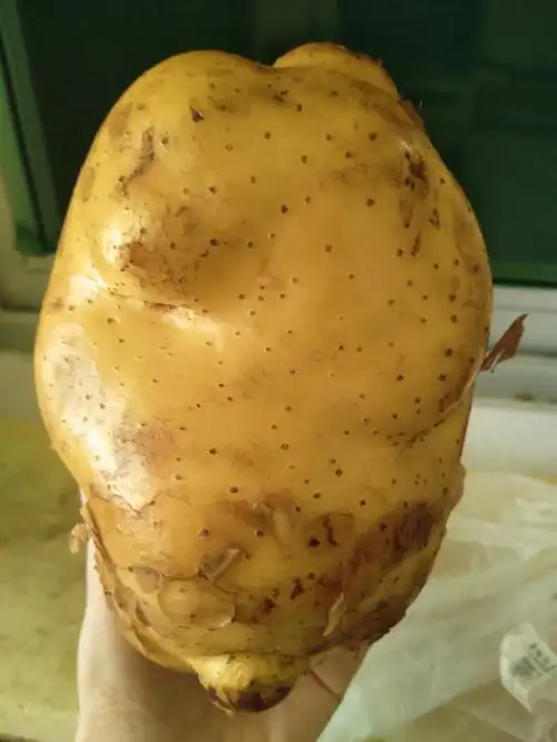 这个土豆大到吓着我了