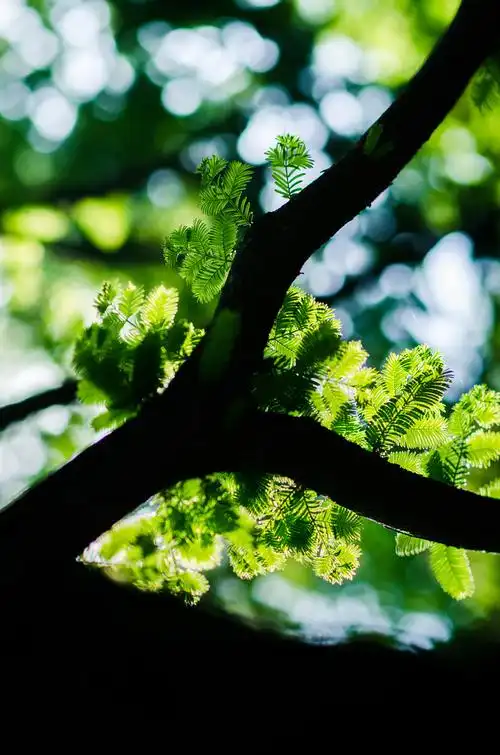 逆光下的水杉叶