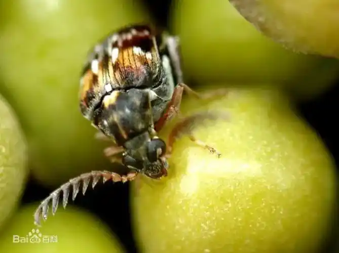 卵圆形,深褐色;头密布刻点,额部具一条纵脊,雄虫触角栉齿状,雌虫锯齿
