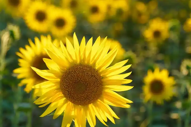 夏天里,朵朵灿烂的向阳花 - 美篇