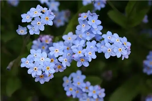 蓝色小花图片_蓝色小花图片大全_蓝色小花图片下载