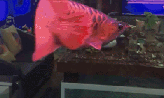 头版更翘,颜色紫红,发色面积更大,同时具有巴娄原生红龙的特点,每年