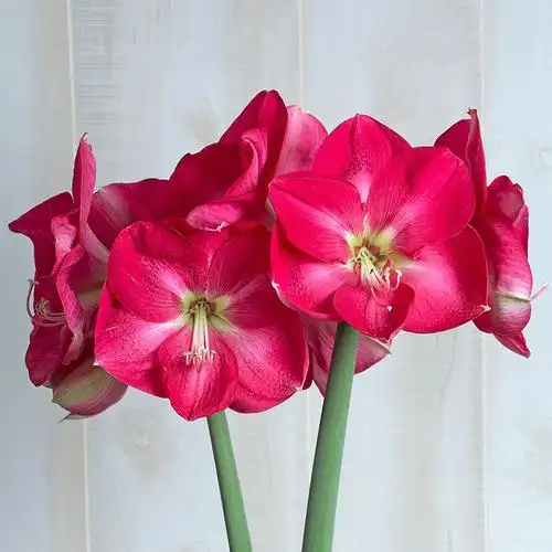 圣茵荷兰进口朱顶红糖果皇后单瓣大花型多年多年生种球