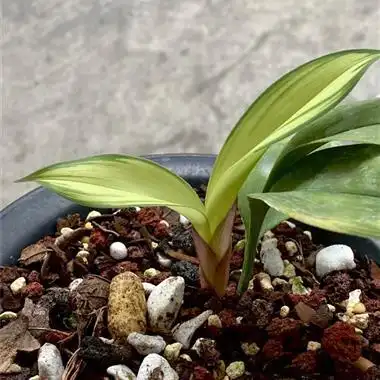 兔儿兰艺草 大中透 - 中国兰花交易网