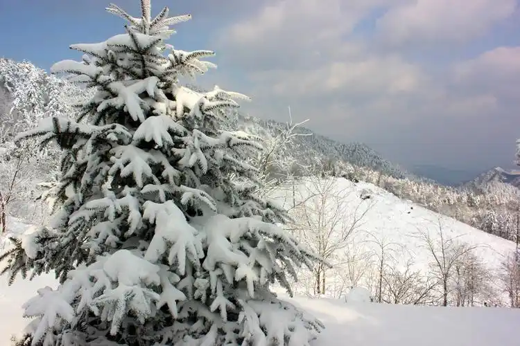 白雪纷飞听雪的声音