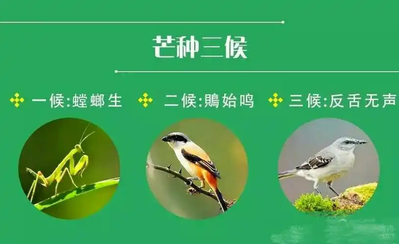 北京和平未来赵家庄幼儿园小二班芒种主题活动