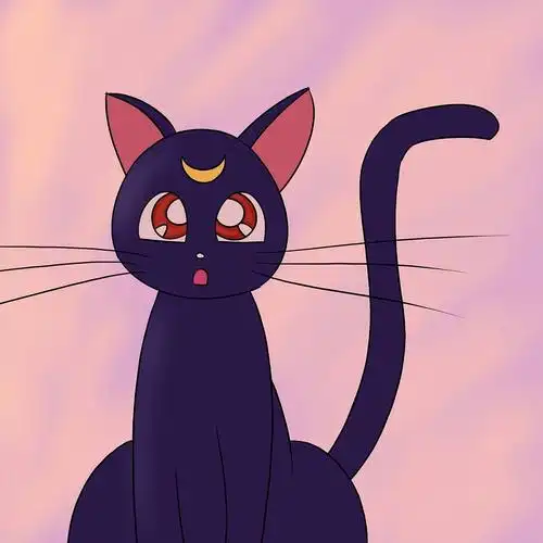 郑州领养 纯黑色玄猫,美少女战士卡通片同款猫猫.