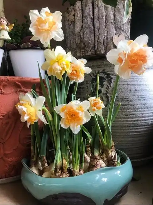 水仙花开花后怎么养