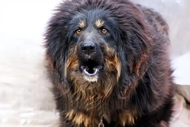 世界上被禁养的六大猛犬你以为藏獒的战斗力真的是吹的吗