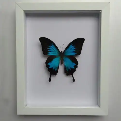 夏豹蝴蝶标本世界珍惜蝴蝶大蓝闪天堂风玫瑰眼蝶昆虫标本稀有蝴蝶收藏