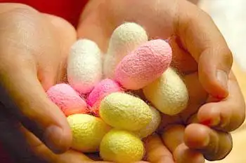 彩色蚕宝宝亮相上海