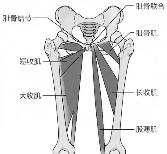 内收肌的主要功能是增加髋关节,但很多时候它们也参与髋关节的旋转.