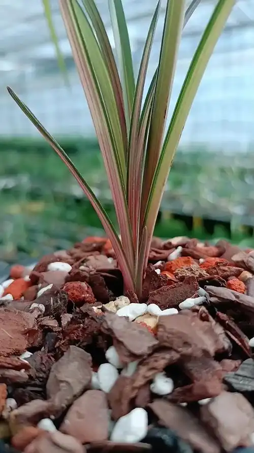 兰花#蕙兰七彩虹钻