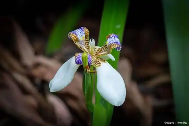 宝石般的美丽——玉蝉花植物