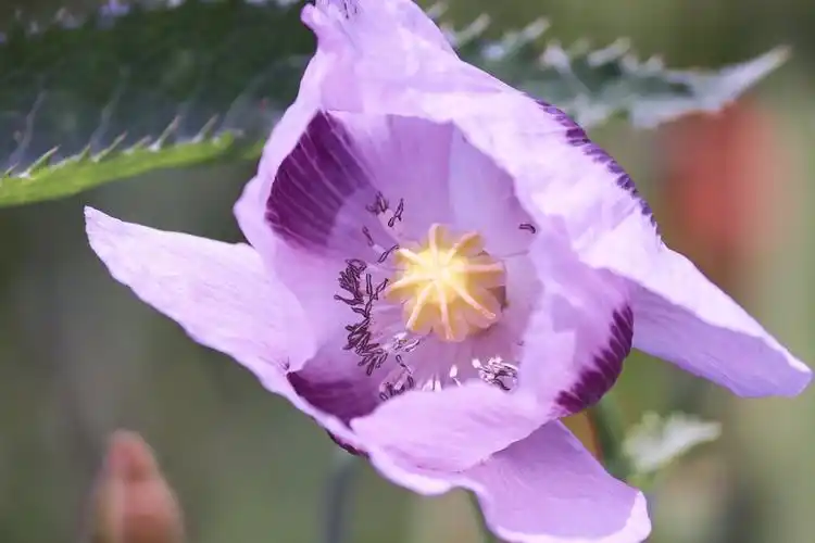 罂粟花,紫,紫色的罂粟花
