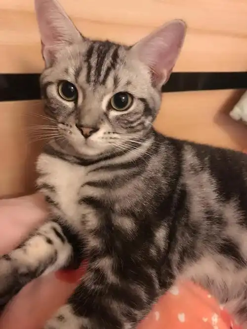 赛级血统纯种公虎斑忍痛转让