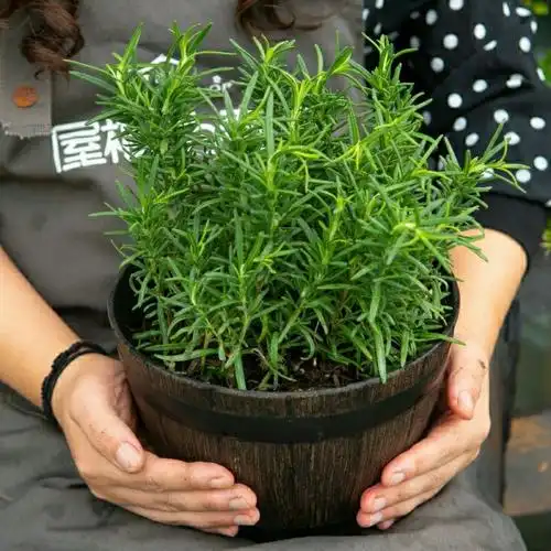 迷迭香绿植香草植物盆栽驱蚊可食用苗迷香花绿植