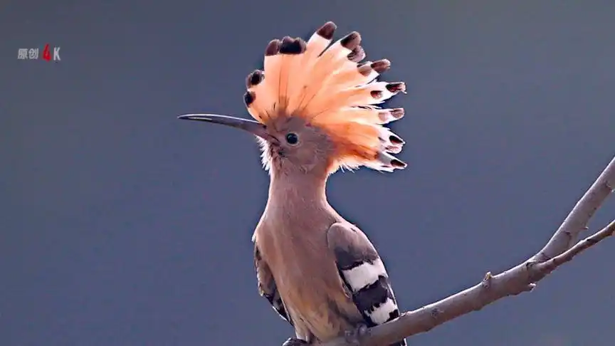 戴胜鸟,拥有一顶美丽的头冠.