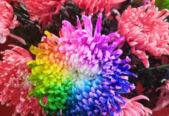 菊花的颜色(菊花的颜色五彩缤纷红的似火白的如雪)