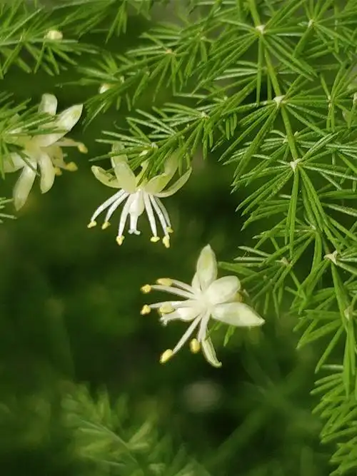 微距拍摄文竹开花