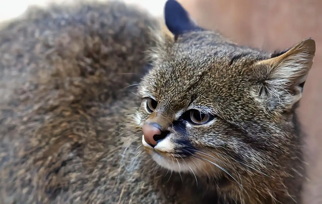 南美洲草原虎猫别名热带草原猫,是生活在南美洲低地森林,草原,沼泽