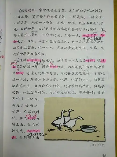 《白鹅》课文朗读