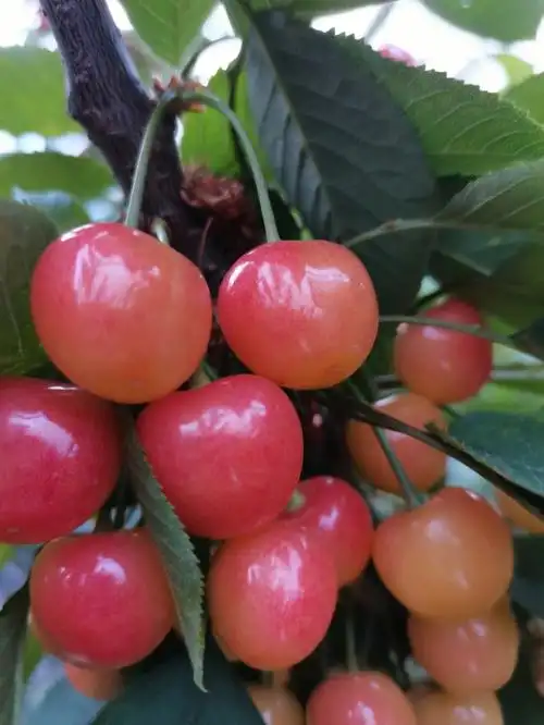 青岛北宅大樱珠来啦