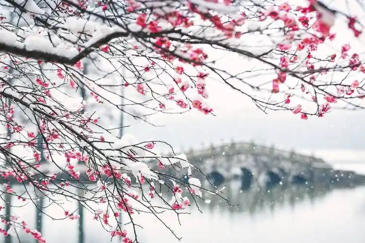 梅花 独步早春的"花魁"