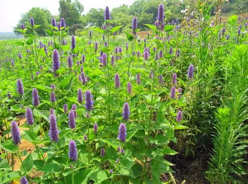 农村这种常见的马鞭草竟有这么多功效和作用你知道吗