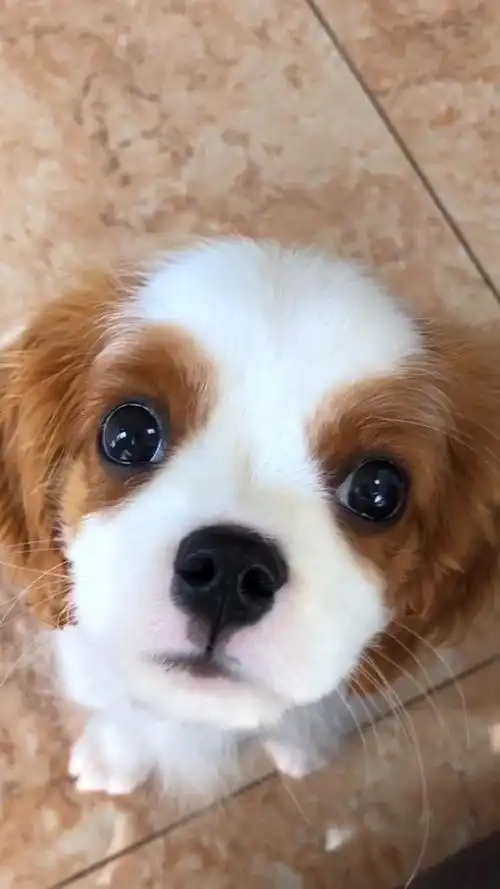 每次它闯了祸,看到它无辜的大眼睛,我就没办法生气了