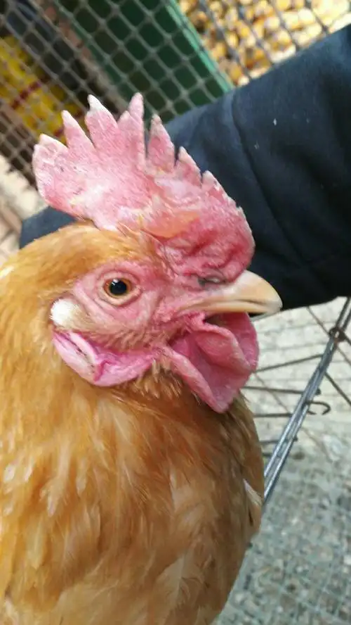 我这鸡不知道怎么了,鸡冠子长水泡,懂的帮看下谢谢!