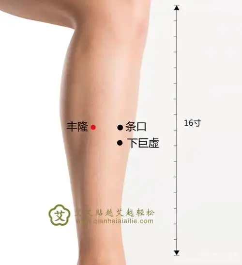 该穴位在人体的小腿前外侧,外踝尖上八寸,条口穴外,距胫骨前缘二横指