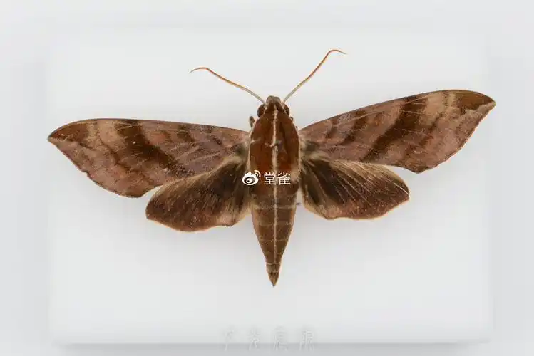 葡萄天蛾 ampelophaga rubiginosa