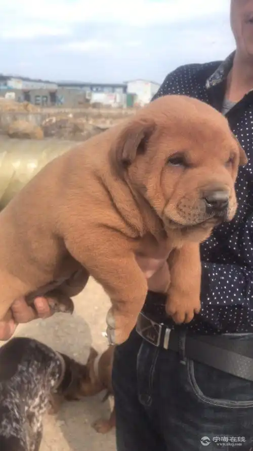 精品广西土猎灵山大头