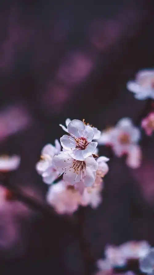 小清新唯美护眼花卉手机壁纸