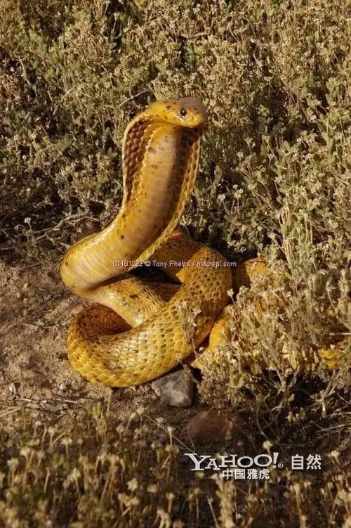罕见黄金眼镜蛇 你怕吗?【组图】