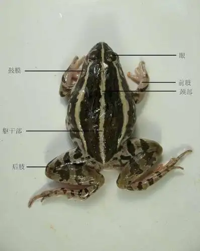 莱芜峨眉树蛙种苗养殖哪里有卖的来电咨询泰通