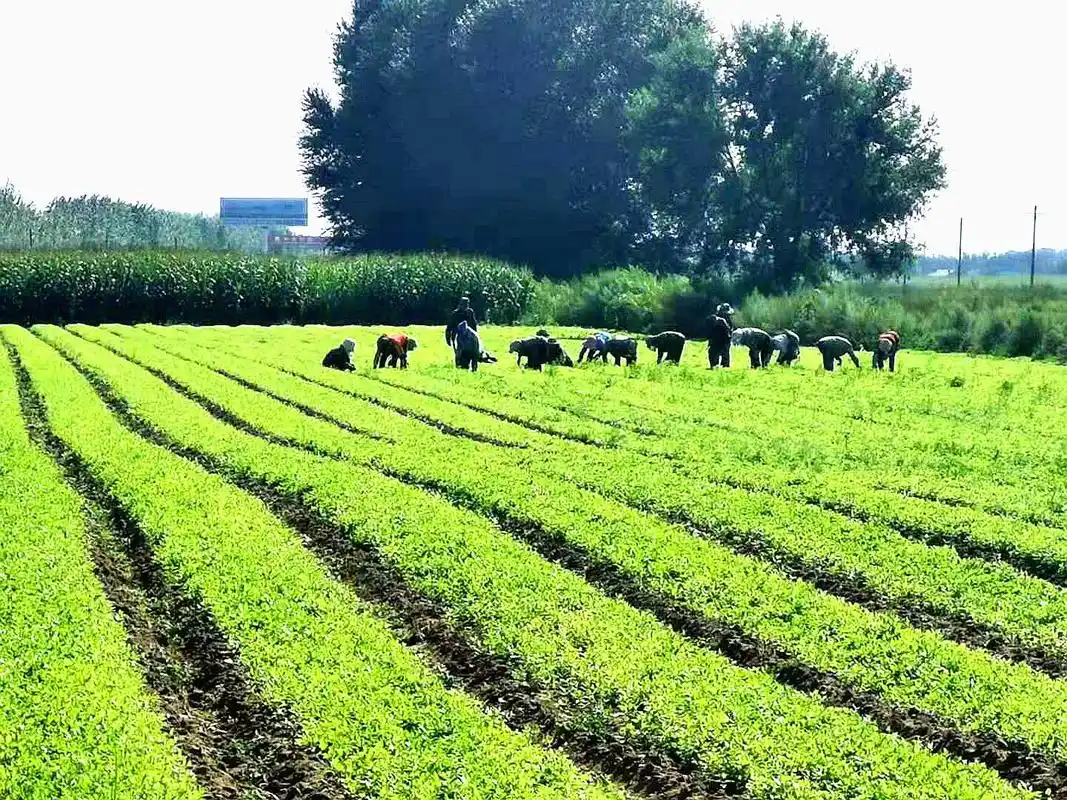 黑龙江富裕县中草药种植成增收新路