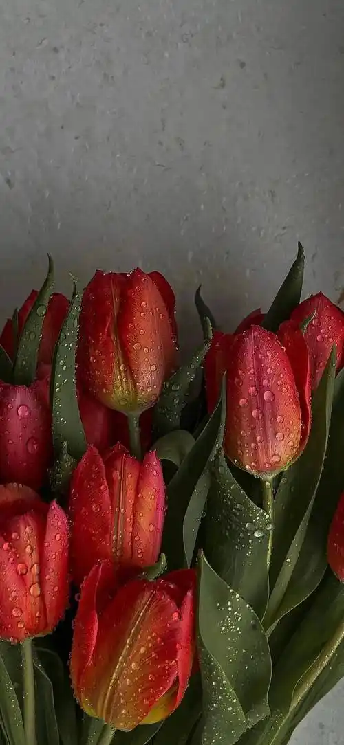 壁纸 | 治愈系梦幻锁屏壁纸