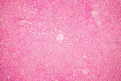 人类正常肝脏高倍镜下的照片