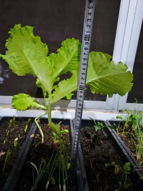 生菜树了,歪歪扭扭差不多土上50公分了,叶子大了我就摘了,已经摘了四
