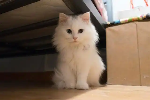 中华田园猫最稀有的品种,曾被到处猎杀,如今成为濒危动物_网易订阅