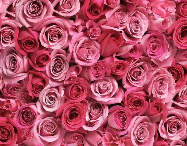 粉色玫瑰花唯美h5背景