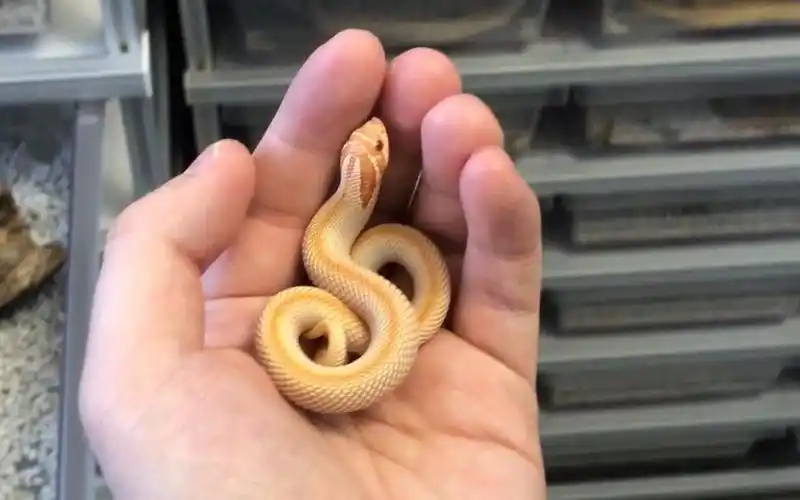 猪鼻蛇幼崽未免也太小了吧!随便欺负没问题的!