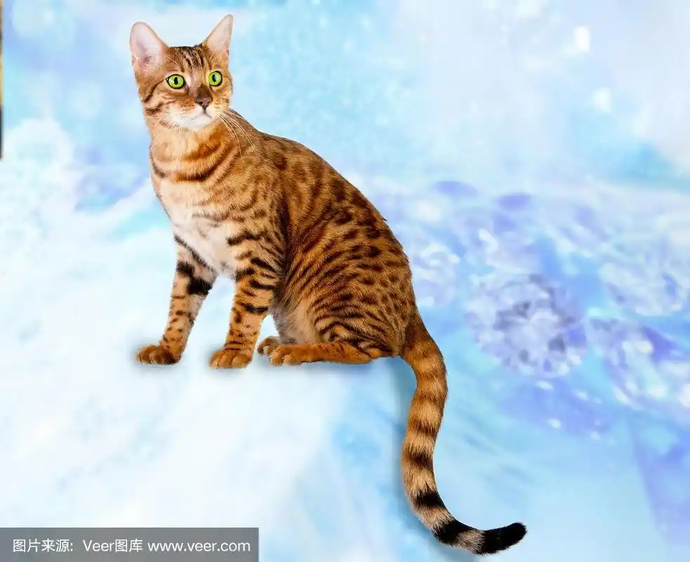 老虎和豹颜色的猫的品种